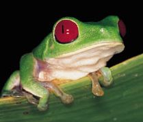 Froggy.jpg 7.5 KB