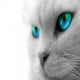 Member Avatar for silvercats