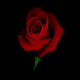 Member Avatar for Tahir Hashmi