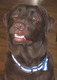 Member Avatar for bkbrown