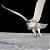 Member Avatar for flightoftheowl